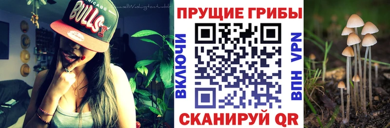 купить   Новотроицк  KRAKEN как войти  Галлюциногенные грибы Magic Shrooms 